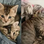 Two Kittens Begin Lives in a Tree, Now Months Later Turn into Pair of Bonded House Cats