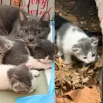 Cat and Kittens Live in Hole Between Buildings Until Neighbors Spot Them and Jump in to Help