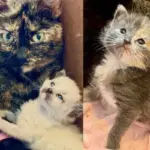 Stray Cat Moves Herself into a Home in Search of Help, It Turns Out She Has Kittens on the Way