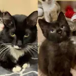 Cat Transferred from a Shelter with Kittens in Tow, Months Later, She Receives Happiest Ending She Deserves