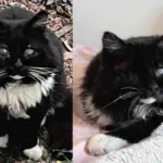 They Found Blind Cat Wandering the Streets, Determined to Save Him, Now He's Living Like a King