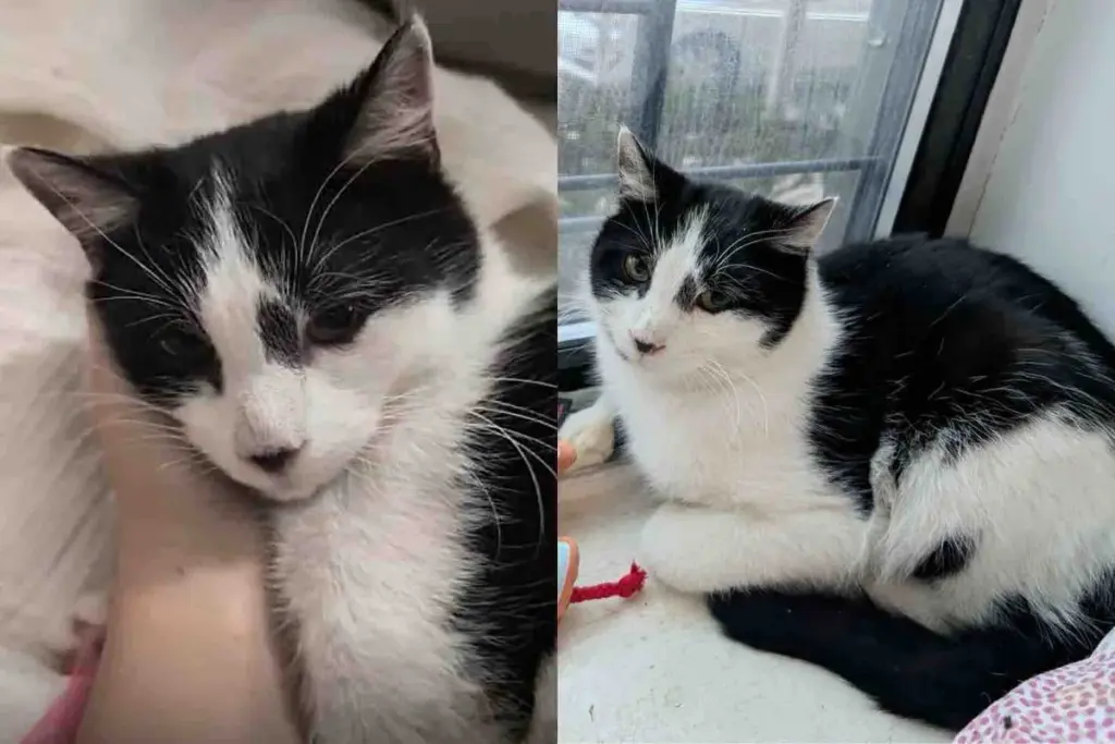 They Take in Cat Living