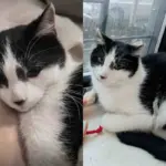 They Take in Cat Living in the Snow, Transform His Life Completely, Once Indoors, He Reveals Who He Truly Is