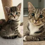 Cat Found Hiding Her Kittens in a Closet Finally Living the Good Life She Longed for