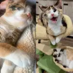 Cat Came to Shelter with 7 Kittens, Months Later She's Offering Same Love She Received to Everyone She Meets