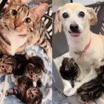 Cat Taken in Days Before Having Kittens, Now She Has Great Canine Assistant Wanting to Lend a Paw
