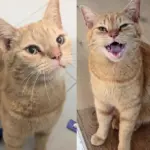 Stray Cat Shows Up at Stranger's Home and Keeps Coming Back Until He Gets What He Wanted