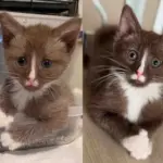On Her Way Home Woman Finds Chocolate Brown Kitten All Alone, the Young Cat is Tiny but Mighty at Heart