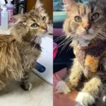 Person Notices Cat Looking for Food and Can't Leave Her Behind, After She's Inside, Her True Self Blossoms