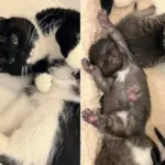 Woman Thought She was Caring for Male Cat with Nowhere to Go, Only to Discover Kittens with the Cat One Day