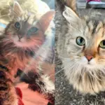 While Helping Super Friendly Cat Outside, They Notice Another Cat in the Shrubs and Can't Leave Her Behind