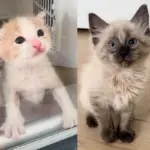 Orphan Kitten Meets Another Cat Who Desperately Wants Companion, Now They Can't Get Enough of Each Other
