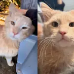 Cat Greets Woman with Cutest Excitement When She Arrives to Help, Giving Him New Hope