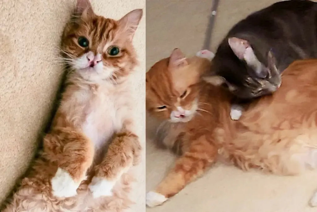 Heart of Gold Helps Another Cat