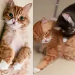 Ten-year-old Cat with Heart of Gold Helps Another Cat Be Brave in Most Heart-melting Way