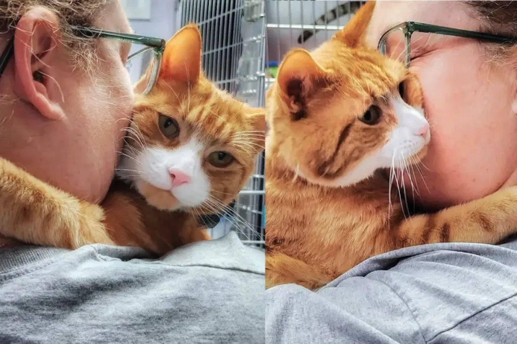 Cat Took Matters into His Own Paws t