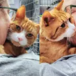 Cat Took Matters into His Own Paws to Get What He Wanted After Spending Long Time Outside