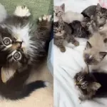 They Scoop Up Seven Kittens from Yard and Watch Them Transform Overnight Indoors