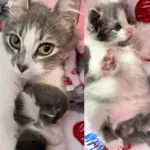 Maintenance Worker Noticed Cat Cradling Her Kittens in Building, Within Hours, Things Turned Around for Them