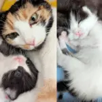 Day After They Bring Cat to Shelter, Her Six Kittens Arrive, But This Time She Won't Have to Do It Alone
