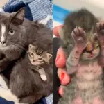 Cat Shows Up at Mounted Unit and Decides to Have Kittens, Days Later Their Lives Change for the Better