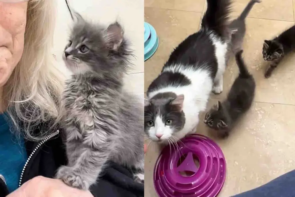 Kittens Follow a Resident Cat Everywhere