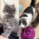 Kittens Follow a Resident Cat Everywhere, Until the Day All 3 Have What They Wanted