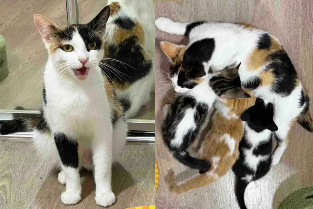 Cat Brought Along Kittens When She Moved Indoors, But They Needed More Than Just a Place to Stay