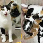 Cat Brought Along Kittens When She Moved Indoors, But They Needed More Than Just a Place to Stay