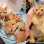 Woman Took a Chance on Shelter Cat and Five Orange Kittens, Overnight, Their Lives Changed Forever