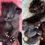 Cat Brought Indoors After Long Trip, Just Days Before Her 3 House Panther Kittens Arrive