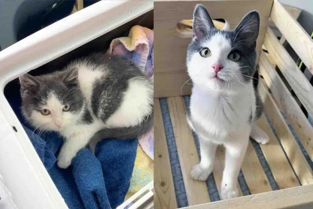 They Spot a Kitten Outside the House in the Snow and Know They Can’t Leave the Little Cat Behind