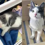 They Spot a Kitten Outside the House in the Snow and Know They Can't Leave the Little Cat Behind