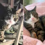 After Months in a Shed Cat Finds Nice People to Help Her, a Couch to Herself, and the Life She Truly Deserves
