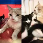 They Take in Kittens and a Cat Thought to Be Their Mother, Only to Discover the Gentle Protector is a Male