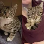 They Went to Help a Stray Kitten in the Cold But Found 2 Cats Instead, They Never Gave Up on the Little One