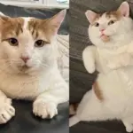After Years of Being 'Man About Town' Cat Finally Decides to Settle Down When He Meets Family of His Dreams