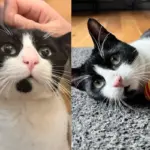 Cat is Thrilled to Have What He Wanted After Going from Home to Home and Living Outside for Weeks