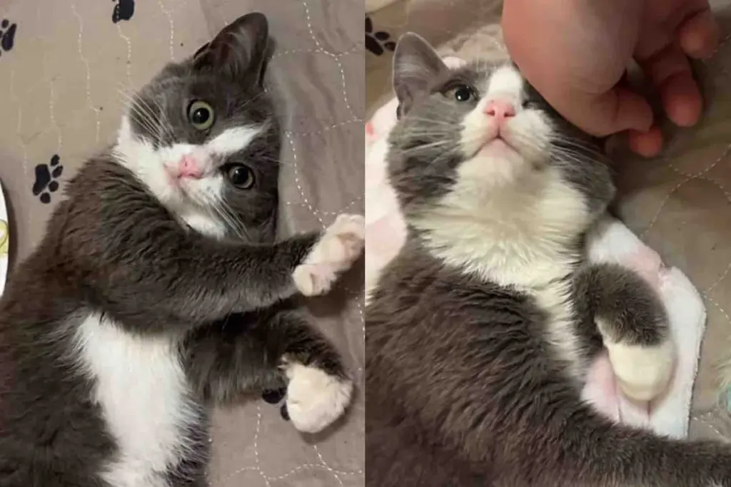 They Bring in a ‘Feral’ Cat to Help Her, She Turns Out to Be Absolute Charmer Once She Begins to Trust