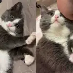 They Bring in a 'Feral' Cat to Help Her, She Turns Out to Be Absolute Charmer Once She Begins to Trust