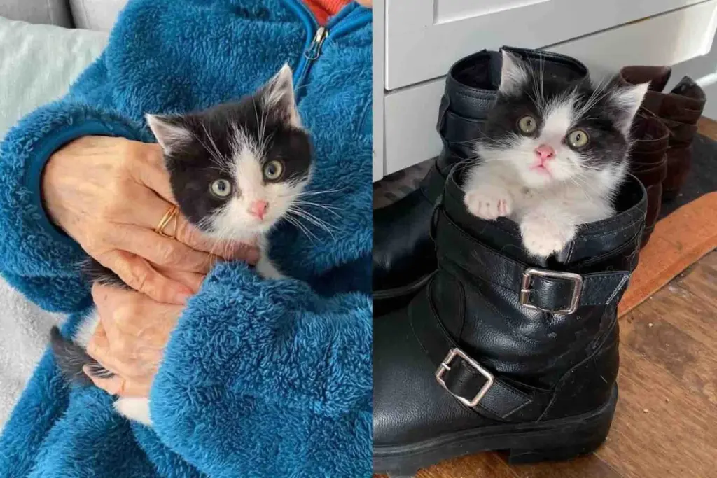 Kitten Found Alone Near a House, His Life Changed Overnight, Now He’s Surrounded by Cats Who Adore Him