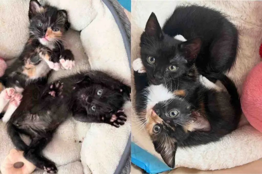 They Take in Two Kittens from a Shelter and Quickly Realize Just How Much the Cats Need Each Other