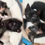 They Take in Two Kittens from a Shelter and Quickly Realize Just How Much the Cats Need Each Other