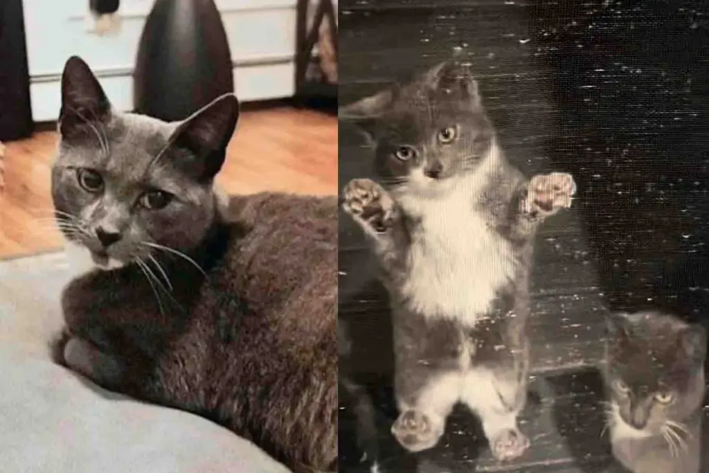 Cat Brings Her Kittens to a House and Waits Outside the Screen Door, That Day Their Lives are Forever Changed