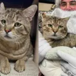 Shelter Cat with a Love for Kitchen Cabinets Tries to Win Every Heart Until His Wish Comes True