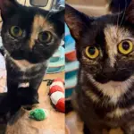 They Went to a Rescue to Give a Cat and Her Kittens the Best Gift Right Before Christmas