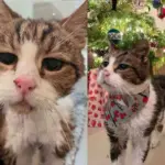 Cat Wanders into a Yard and Starts Living There Until His Life Takes the Happiest Turn This Holiday Season