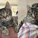 Man Notices a Kitten Near the Woods and Brings Him to Safety, But Can't Stop Thinking About the Young Cat