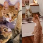 Street Cat Approaches People, Hoping for a Warm Place This Winter and the Good Life He's Always Wanted