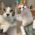 Cat, Living Up to His Name, Tries to Get People to Notice Him After 9 Months in Animal Shelter